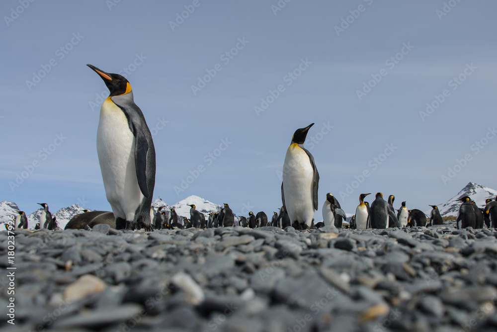 Fototapeta premium King penguin