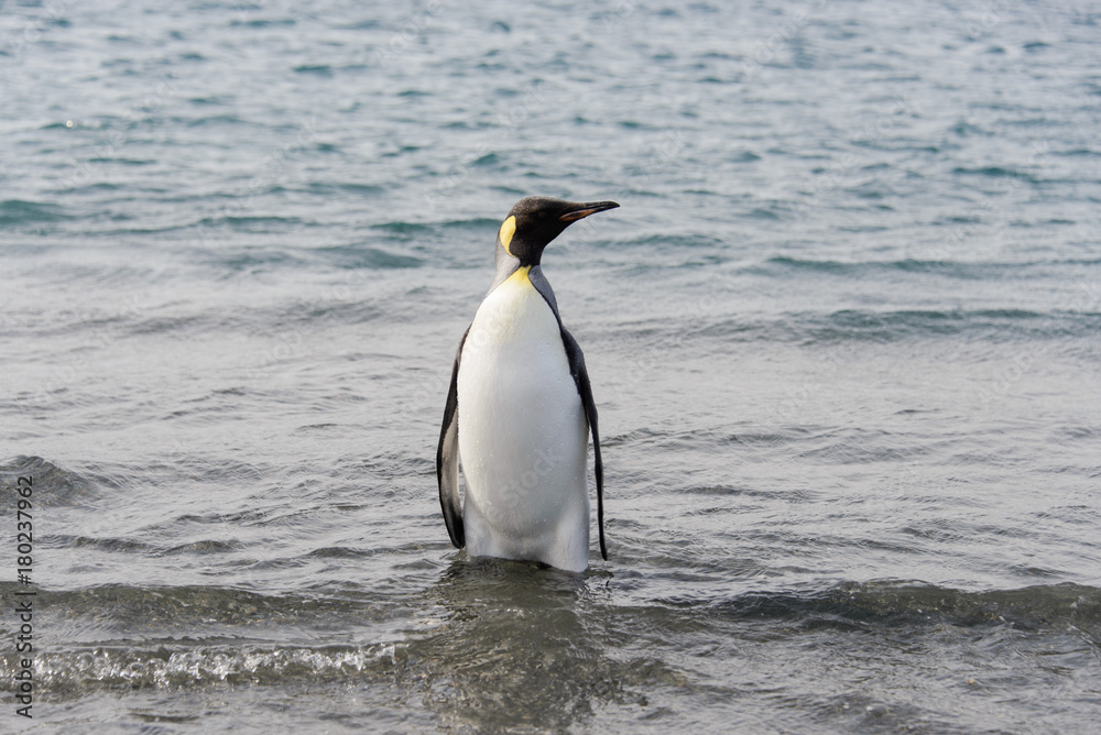 Fototapeta premium King penguin going from sea