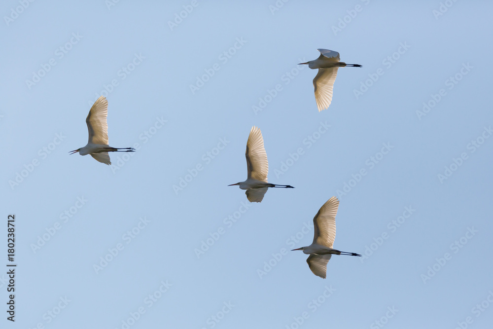Fototapeta premium four great white egrets (egretta alba) flight blue sky bird migration
