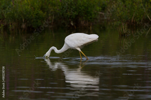 mirorred great white egret (egretta alba) with head plunged in water photo