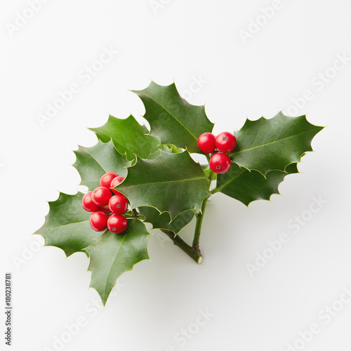 Christmas Holly With Red Berries. 