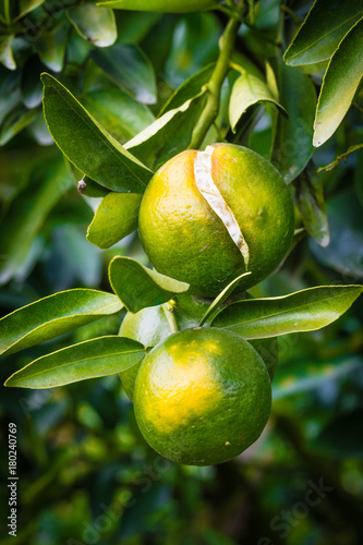 Symptom of canker disease caused by bacterial Xanthomonas campestris pv.citri 