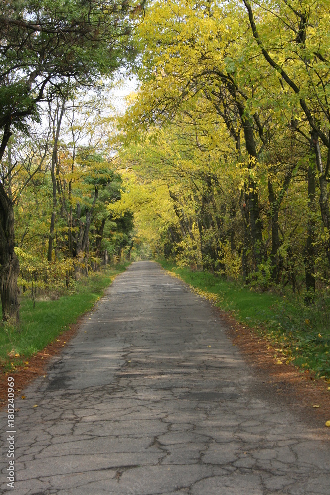 Naklejka premium Alley in the autumn park