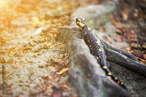Colorful fire salamander on a tree root photo