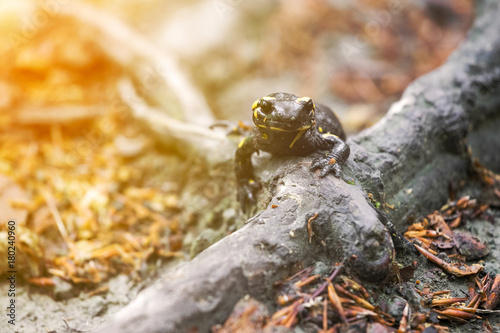 Colorful fire salamander on a tree root