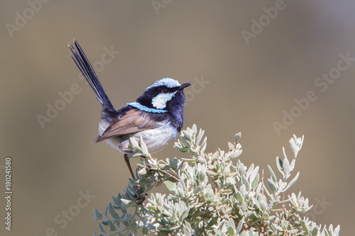Superb Fairy-Wren