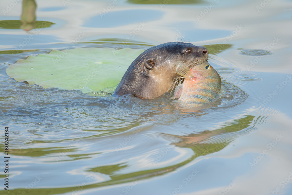 Fototapeta premium North American river otter drags fish in water