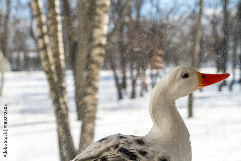 duck duck