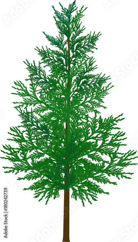 green European silver fir isolated on white