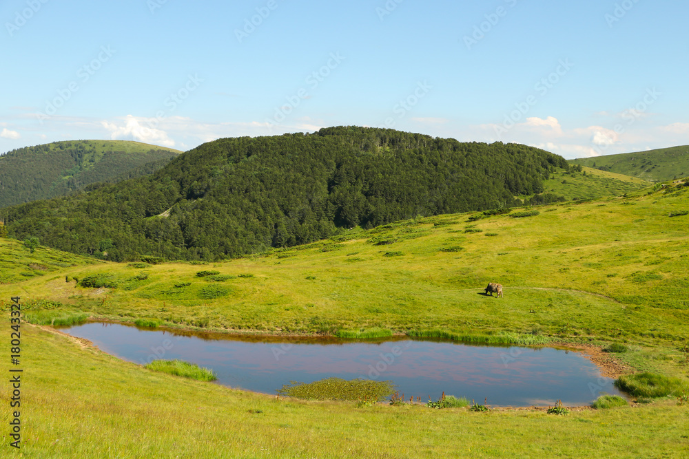 Little mountain lake surrounded by pine trees. The cow graze by the lake on the mountain