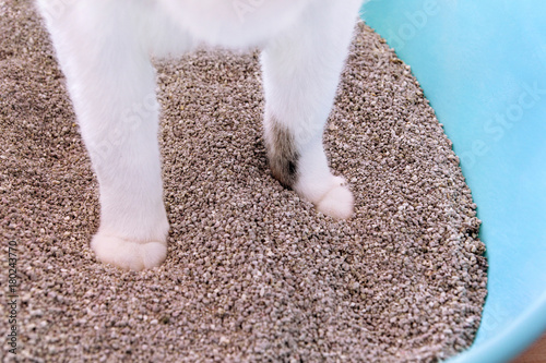 Cat paws in the sand, closeup. Cat using toilet, cat in litter box, for pooping or urinate, pooping in clean sand toilet. Cleaning cat litter box. A cat looking at her own poop in the blue litter box.