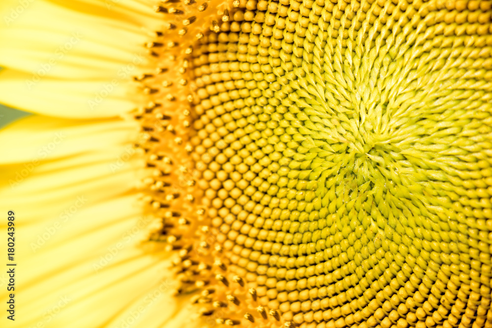 Closed up of yellow sunflower background