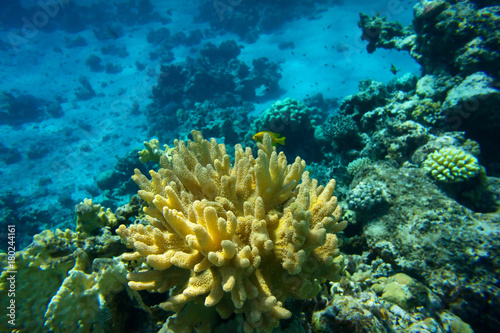 Coral reef, Red sea