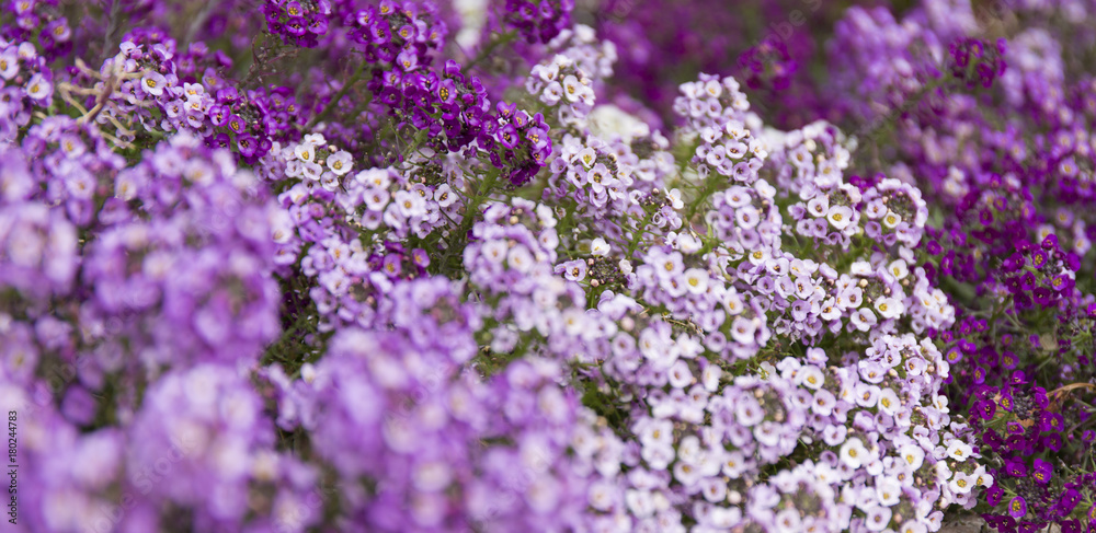 Purple summer flower fields. Floral blur background.