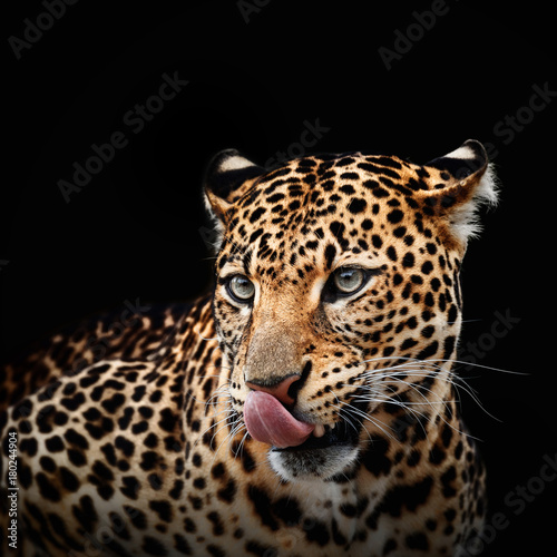 Leopard portrait on dark background. Panthera pardus kotiya  Big spotted cat lying