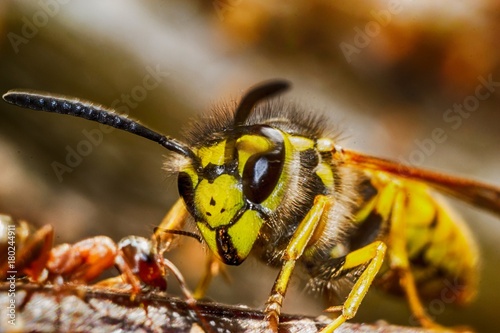 wasp vs ant © Алексей Филатов