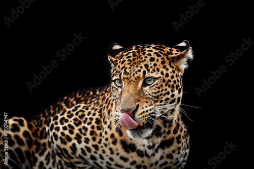 Leopard portrait on dark background. Panthera pardus kotiya  Big spotted cat lying