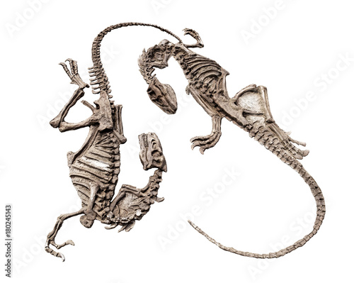 Model Dinosaur fossil