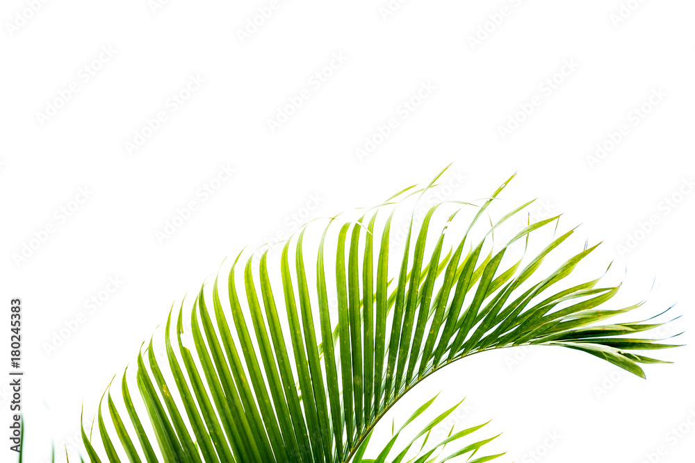 Obraz premium Palm leaf