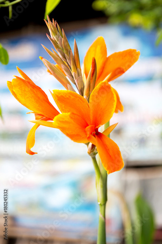 Canna Lily , Cannas , Canna indica, Indian shot, Butsarana. photo