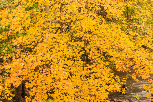 Many Brilliant Yellow Leaves in Autumn