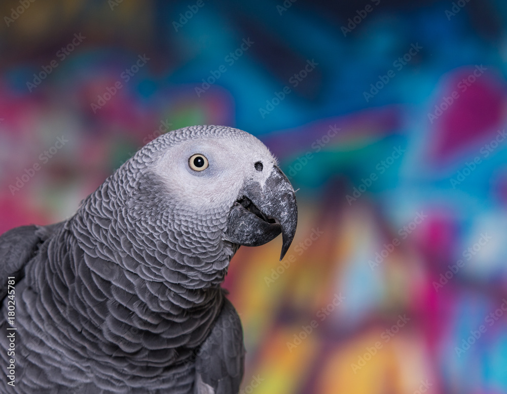 Fototapeta premium African Grey Parrot against wall with graffitti