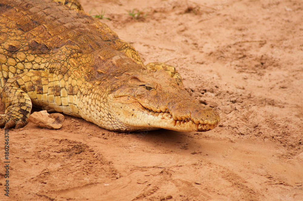 Obraz premium Crocodile head