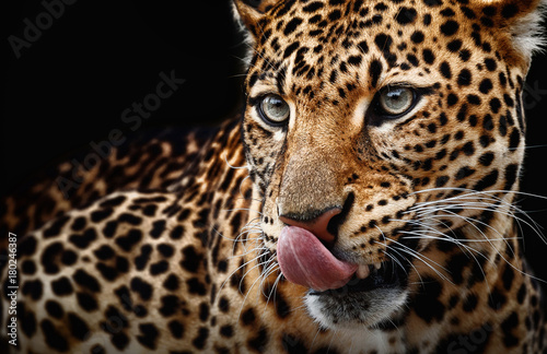Leopard portrait on dark background. Panthera pardus kotiya, predator licked