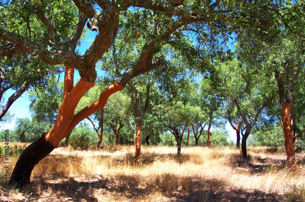 Obraz premium dębowy las korkowy na południu Portugalii