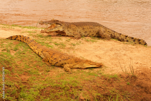 Crocodile couple in Africa Tsavo National Park