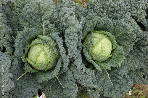  cultivation of savoy cabbage