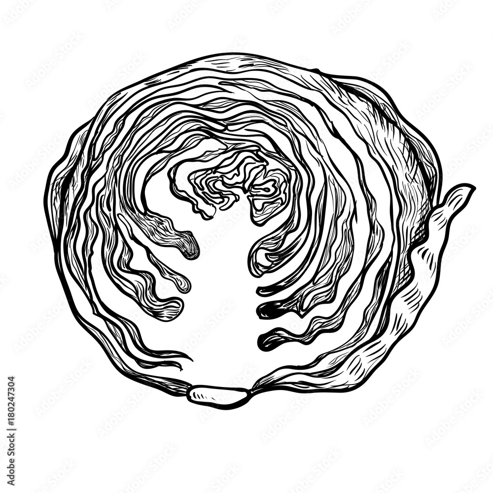 Illustration cutting Cabbage - Hand drawn Vector