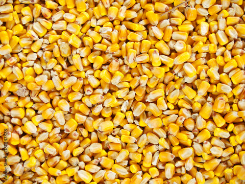 Fotografie Corn Background