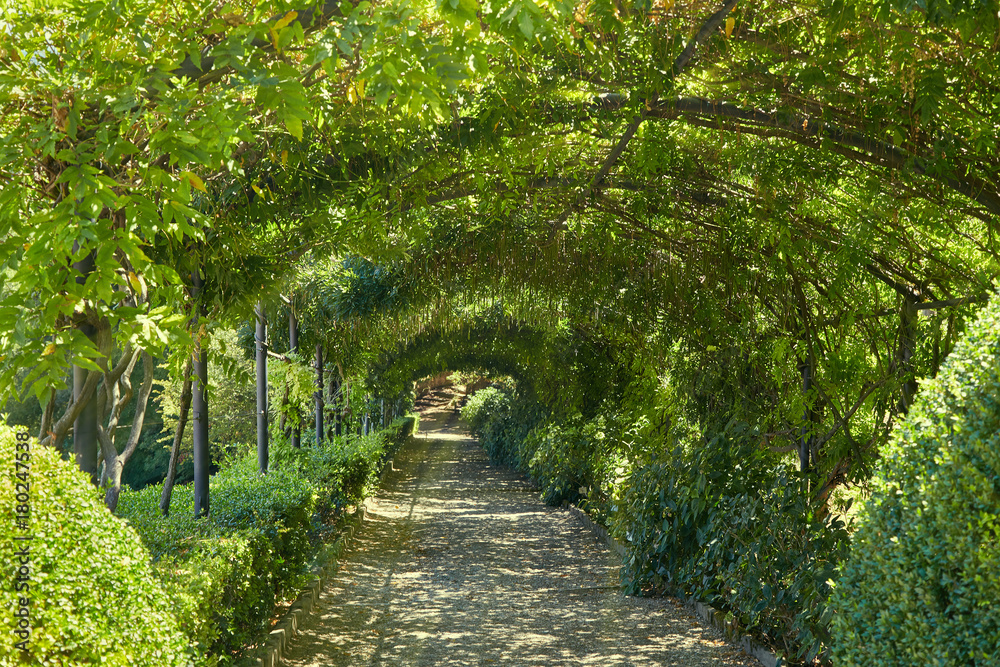 A path in a public park in Florence with a roof made of grapevine