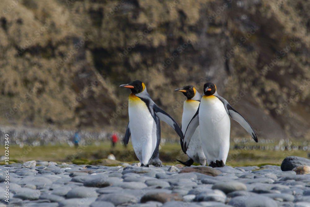 Fototapeta premium king penguins