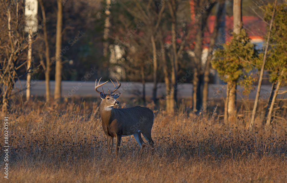 Fototapeta premium White-tailed deer buck along the road in the early morning light in Ottawa, Canada