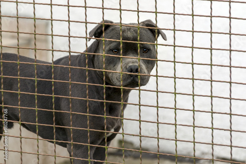the head of a dog of the fighting breed pitbulterier behind a wire fence