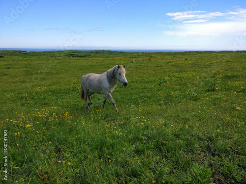 Fototapeta Naklejka Na Ścianę i Meble -  Island Pferd Iceland Horse