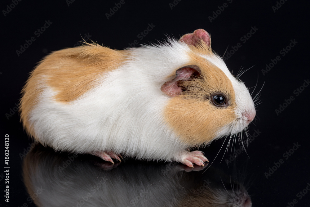 Cute little baby pet white brown guinea pig isolated on the black background with reflections Cute little baby pet white brown guinea pig isolated on the black background with reflections