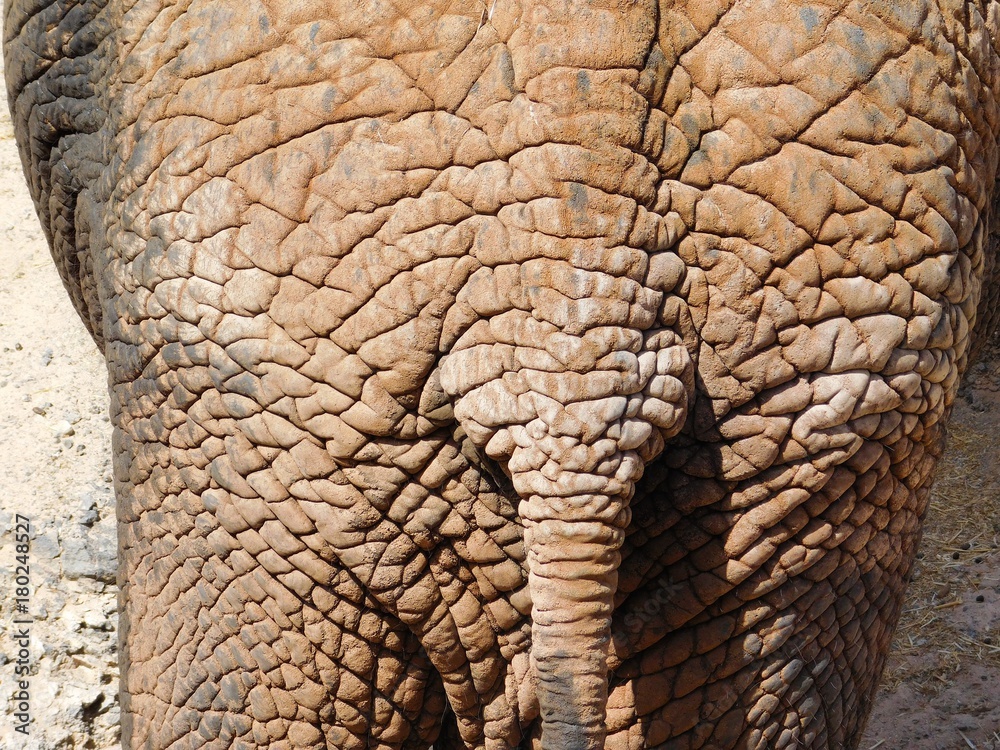 Fototapeta premium Elefant von hinten