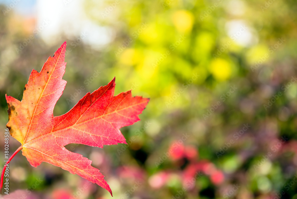 red autumn leaf with foliage background