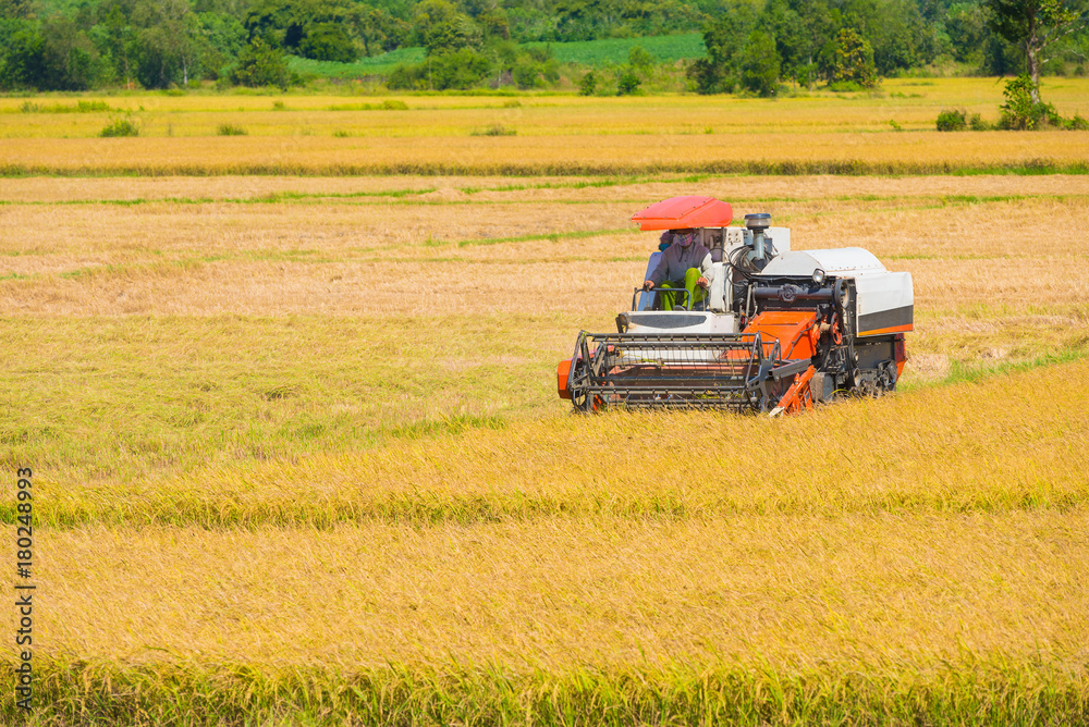 Fototapeta premium rice harvesting in the field