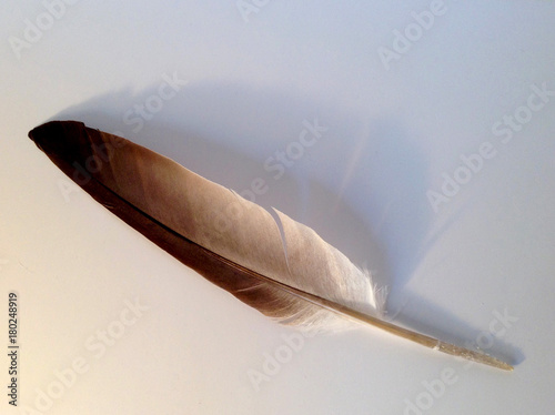 Feather