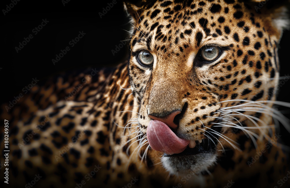 Naklejka premium Leopard portrait on dark background. Panthera pardus kotiya, Big spotted cat lying