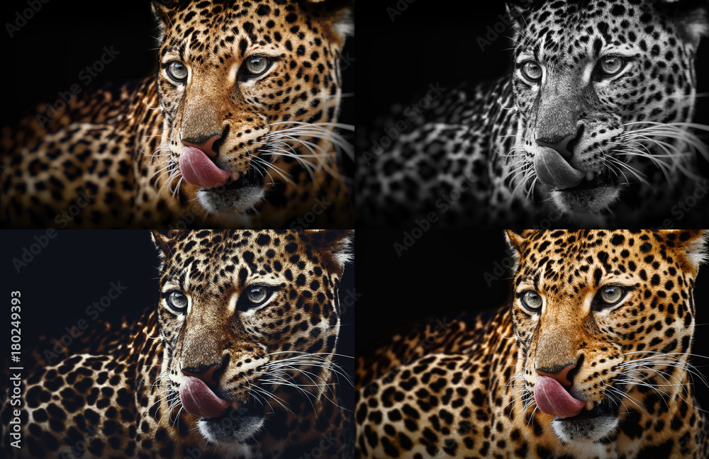 Fototapeta premium Leopard portrait on dark background. Panthera pardus kotiya, Big spotted cat lying
