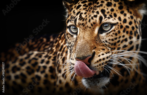 Leopard portrait on dark background. Panthera pardus kotiya, Big spotted cat lying