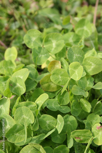 Wallpaper Mural Piante di Trifoglio illuminate dal sole Torontodigital.ca