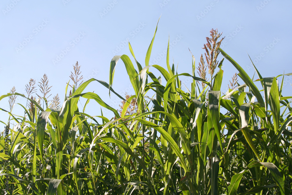 Campo di sorgo e cielo azzurro. Sorghum vulgare Campo di sorgo e cielo azzurro. Sorghum vulgare
