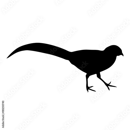black silhouette of pheasant on white background of vector illustration