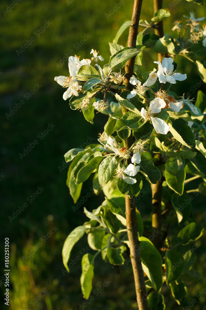 Fototapeta premium Columnar apple tree in late bloom